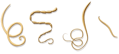 NEOflorax helps against all known worms