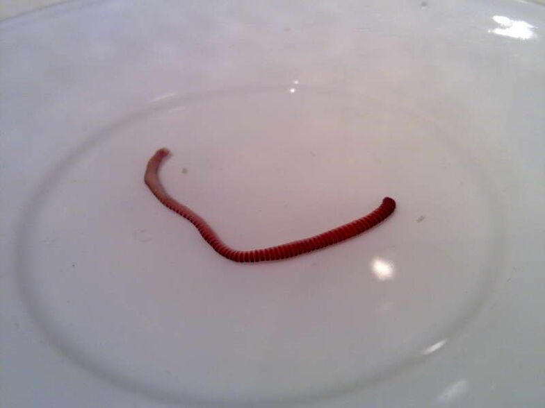 parasite from the human body